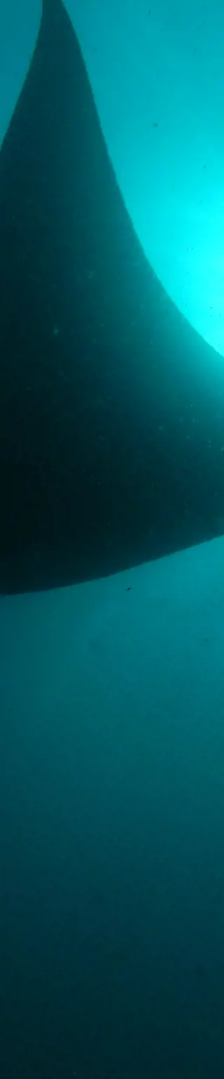 Tauche mit Mantarochen